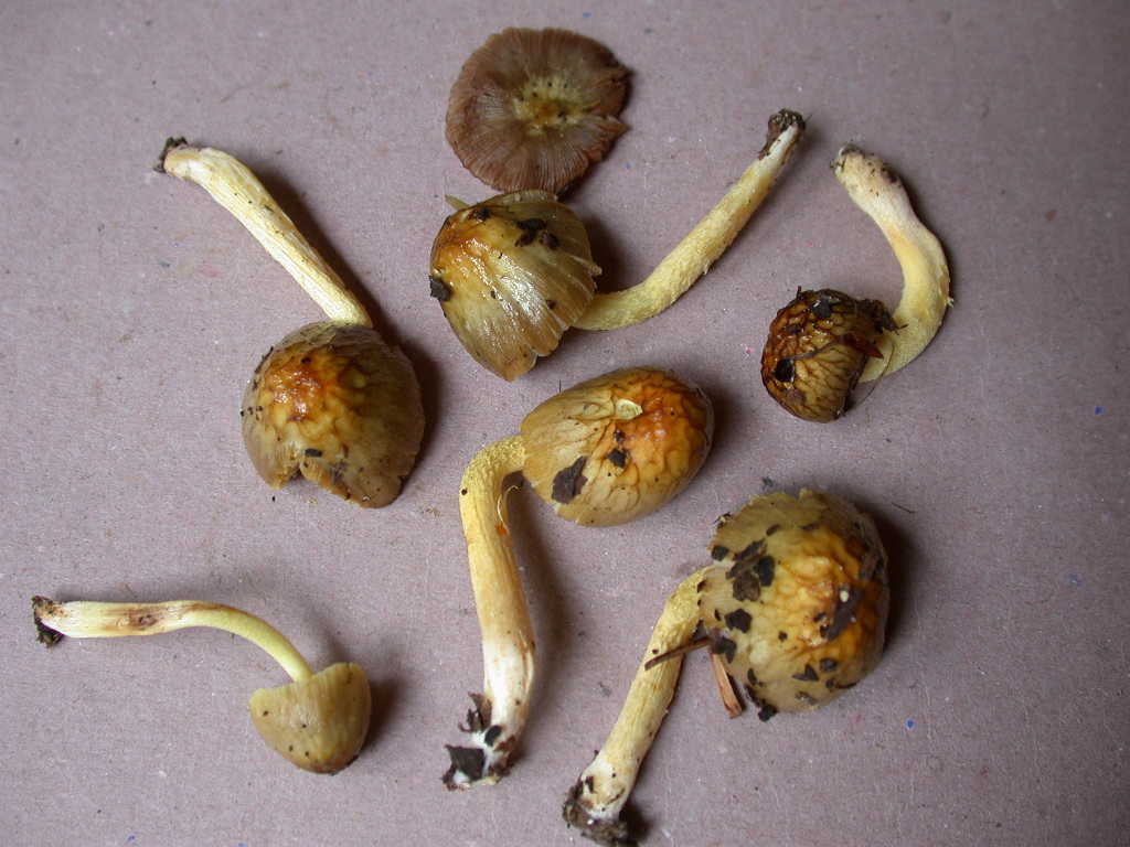 Pi� di cosi... QUIZ